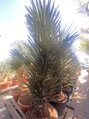 Yucca Filifera Australis 175-200cm