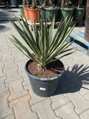 Yucca Gloriosa Variegata