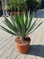 Yucca Gloriosa Lone Star 