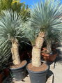 Yucca Rostrata blue swan Multikmeň 125-150cm