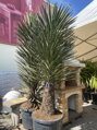 Yucca Filifera Australis 200-225cm