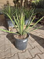 Yucca Carnerosana - semenáč 5Lt.