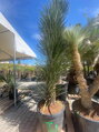 Yucca Filifera Australis 225-250cm