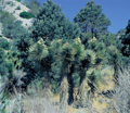 Yucca Brevifolia Jaegeriana - 10ks semien