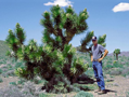 Yucca Brevifolia Jaegeriana - 10ks semien