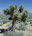 Yucca Brevifolia Jaegeriana - 10ks semien