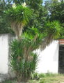 Yucca Aloifolia - 10ks semien