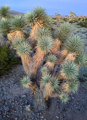 Yucca Brevifolia Jaegeriana blue - 10ks semien