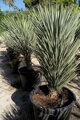 Yucca Brevifolia Jaegeriana - 10ks semien