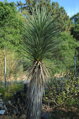 Yucca Brevifolia Jaegeriana - 10ks semien