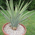 Yucca Brevifolia Jaegeriana - 10ks semien