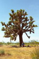 Yucca Brevifolia Jaegeriana - 10ks semien