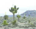 Yucca Brevifolia Jaegeriana - 10ks semien