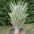 Yucca Brevifolia Jaegeriana - 10ks semien
