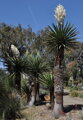 Yucca Carnerosana - 10ks semien