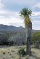 Yucca Carnerosana - 10ks semien