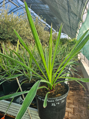 Yucca Carnerosana - semenáč 5Lt.