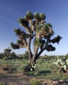 Yucca Decipiens - 10ks semien