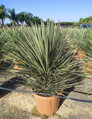 Yucca Decipiens - 10ks semien