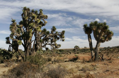 Yucca Decipiens - 10ks semien