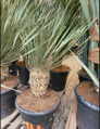 Yucca Elata 60-80cm 