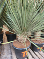 Yucca Elata 80-100cm 