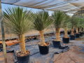 Yucca Elata - 10ks semien
