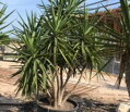 YUCCA ELEGANS ELEPHANTIPES