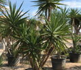 YUCCA ELEGANS ELEPHANTIPES