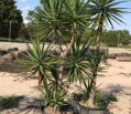 YUCCA ELEGANS ELEPHANTIPES