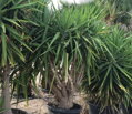 YUCCA ELEGANS ELEPHANTIPES