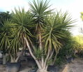 YUCCA ELEGANS ELEPHANTIPES