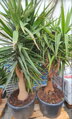 YUCCA ELEGANS ELEPHANTIPES