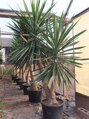 YUCCA ELEPHANTIPES