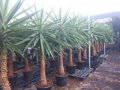 YUCCA ELEPHANTIPES