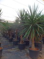 YUCCA ELEPHANTIPES