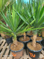 Yucca Elephantipes 100-125cm 