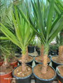 Yucca Elephantipes 125-150cm 