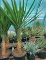 Yucca Elephantipes 150-175cm 