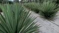 Yucca Faxoniana - 10ks semien