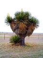Yucca Faxoniana - semenáč 2Lt.