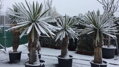 Yucca Faxoniana - 10ks semien