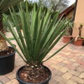 Yucca Faxoniana - 10ks semien