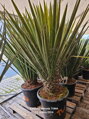 Yucca Faxoniana výška 180-200cm 65 litrov