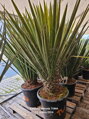 Yucca Faxoniana výška 200-220cm 65 litrov