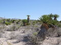 Yucca Faxoniana - 10ks semien