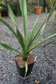 Yucca Faxoniana - 10ks semien