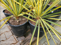 Yucca Filamentosa color guard