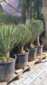 YUCCA FILIFERA