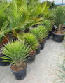 YUCCA FILIFERA 80 - 100 cm